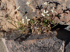 Pelargonium stipulaceum