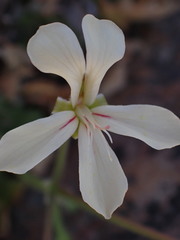 Pelargonium stipulaceum