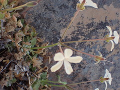 Pelargonium stipulaceum