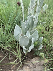 Helichrysum acutatum