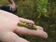 Sphinx gordius