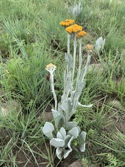 Helichrysum acutatum