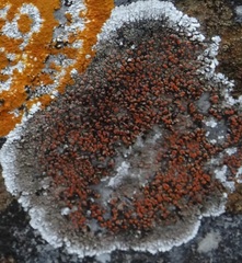 Squamulea galactophylla