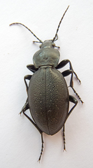 Carabus coriaceus