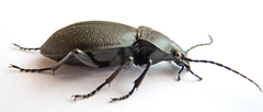 Carabus coriaceus