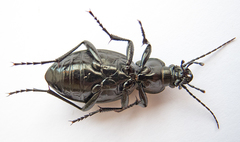 Carabus coriaceus