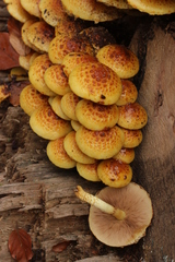 Pholiota adiposa
