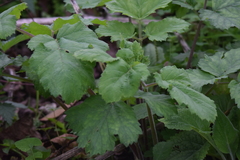 Tordylieae
