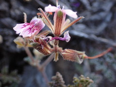 Pelargonium griseum