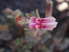 Pelargonium griseum