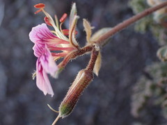 Pelargonium griseum