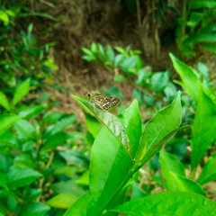 Taractrocera maevius