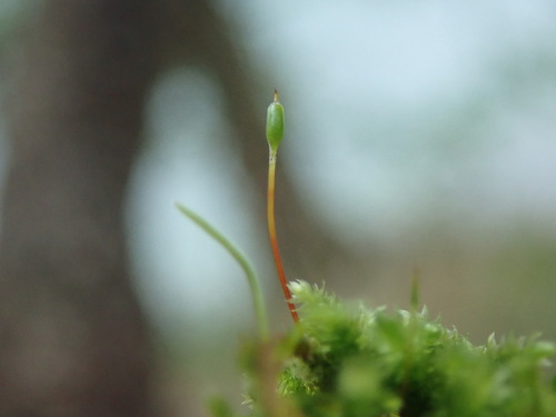 Image of Eurhynchiastrum pulchellum by no rights reserved