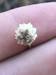 Cephalaria joppensis