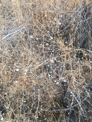 Cephalaria joppensis