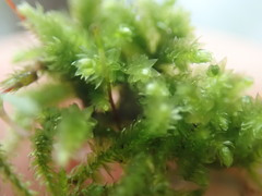 Eurhynchiastrum pulchellum