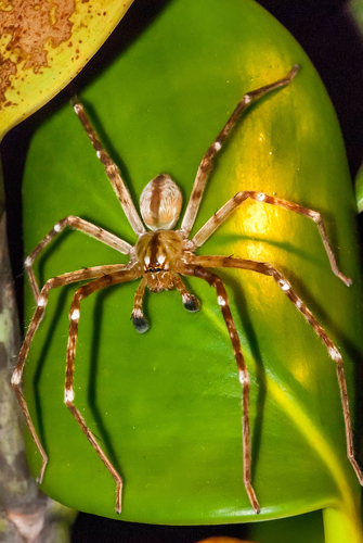 Macrinus pollexensis