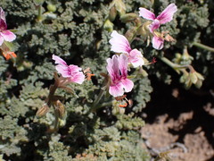 Pelargonium griseum