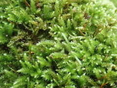 Eurhynchiastrum pulchellum