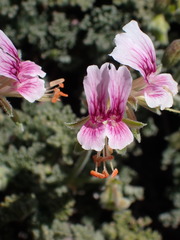 Pelargonium griseum