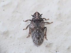Tettigometra