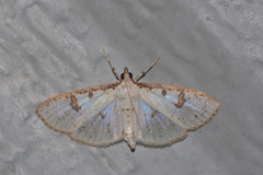 Palpita illibalis