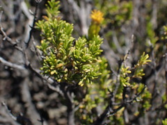 Pteronia empetrifolia