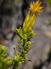 Pteronia empetrifolia