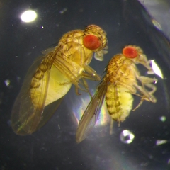 Drosophila repleta