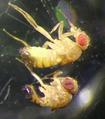 Drosophila simulans