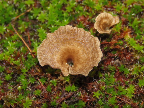 Moss Navel