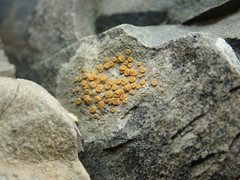 Polycauliona luteominia