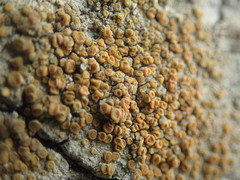 Polycauliona luteominia