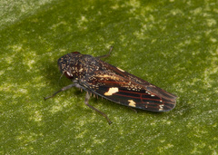 Acrulogonia