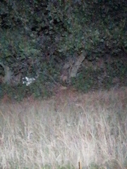 Oryctolagus cuniculus