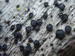 Cresponea chloroconia