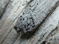 Cresponea chloroconia