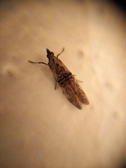 Nephopterix angustella