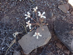 Pelargonium nervifolium