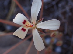 Pelargonium nervifolium