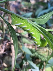 Manduca brontes cubensis
