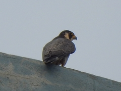 Falco peregrinus brookei