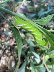 Manduca brontes cubensis