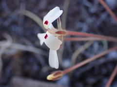 Pelargonium nervifolium