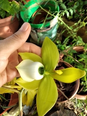 Cycnoches warscewiczii