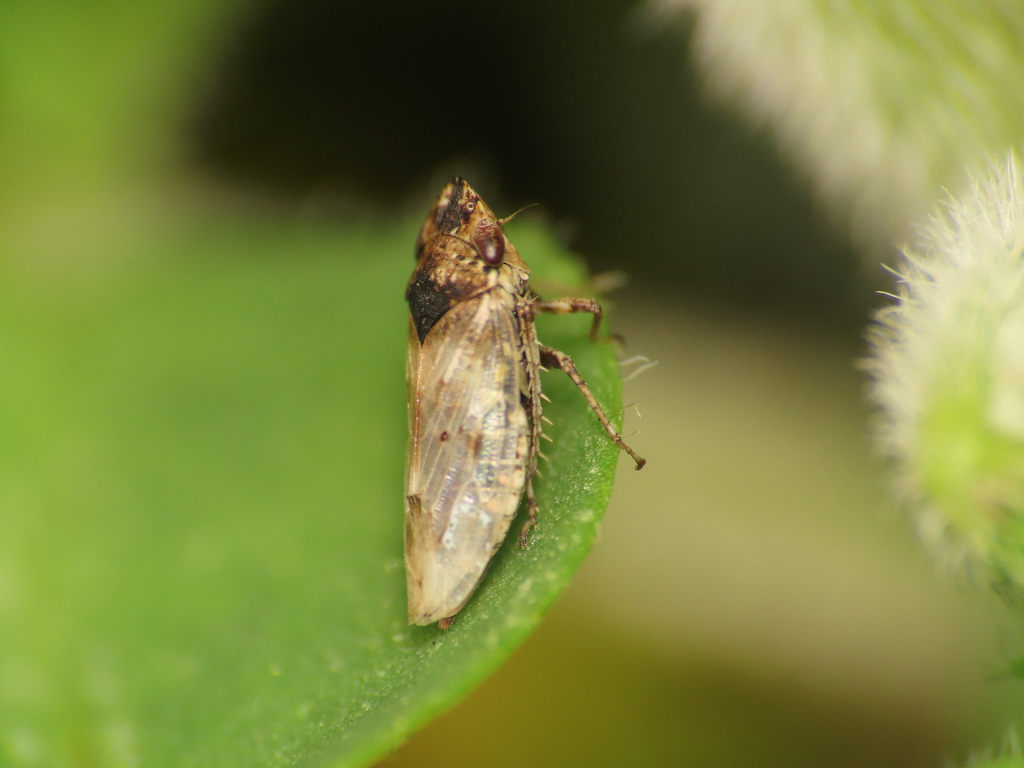 Chiasmus conspurcatus