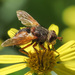Common Tachinid - Photo (c) Emanuele Santarelli, some rights reserved (CC BY-SA), uploaded by Emanuele Santarelli