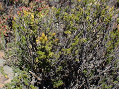 Pteronia empetrifolia