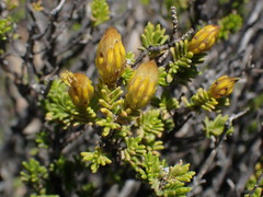 Pteronia empetrifolia