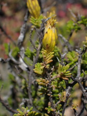 Pteronia empetrifolia